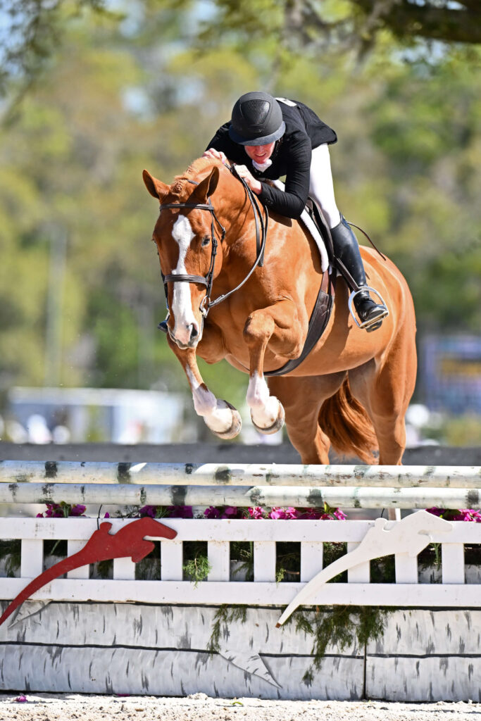 Toucan in show ring