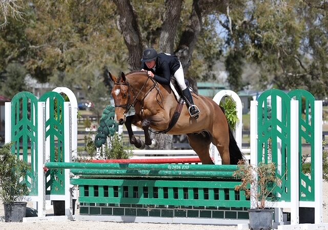 Palermo the horse